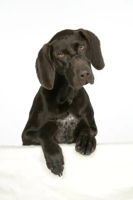 Framed Print : DOG - German shorthaired pointer with paws over ledge Framed Print : DOG - German shorthaired pointer with paws over ledge