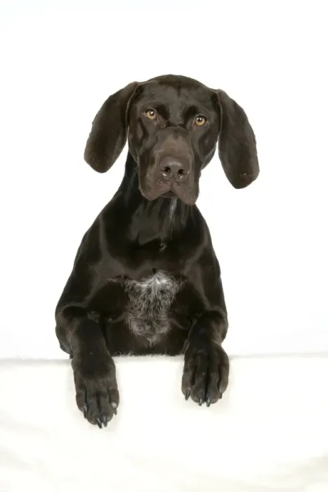 Framed Print : DOG - German shorthaired pointer with paws over ledge Framed Print : DOG - German shorthaired pointer with paws over ledge