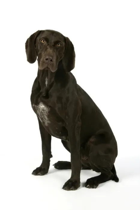 Framed Print : DOG - German shorthaired pointer sitting down Framed Print : DOG - German shorthaired pointer sitting down