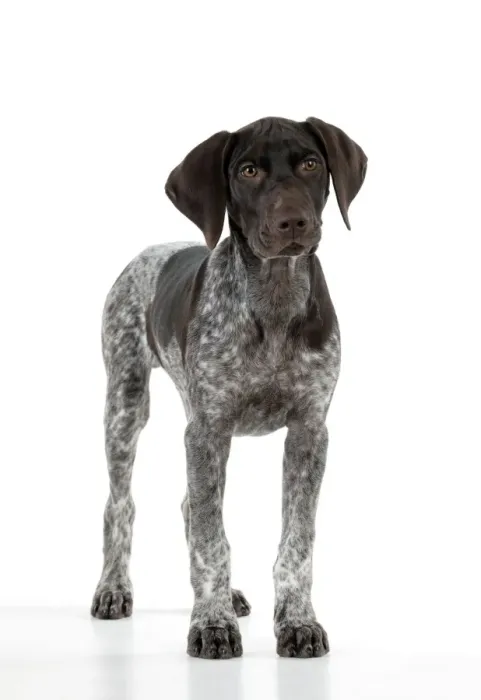 Framed Print : DOG - German Shorthaired Pointer - standing Framed Print : DOG - German Shorthaired Pointer - standing