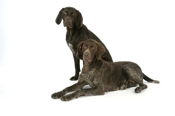 DOG - Two German shorthaired pointers