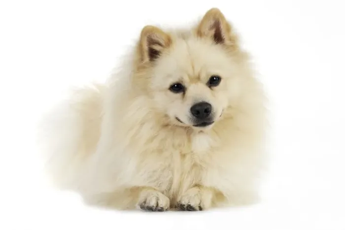 Framed Print : DOG. German Spitz Mittel Framed Print : DOG. German Spitz Mittel