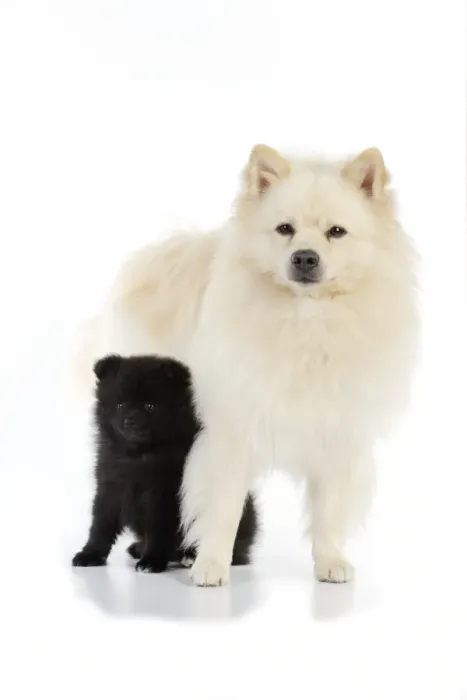 Framed Print : DOG. German Spitz Mittel with 8 wk old puppy Framed Print : DOG. German Spitz Mittel with 8 wk old puppy