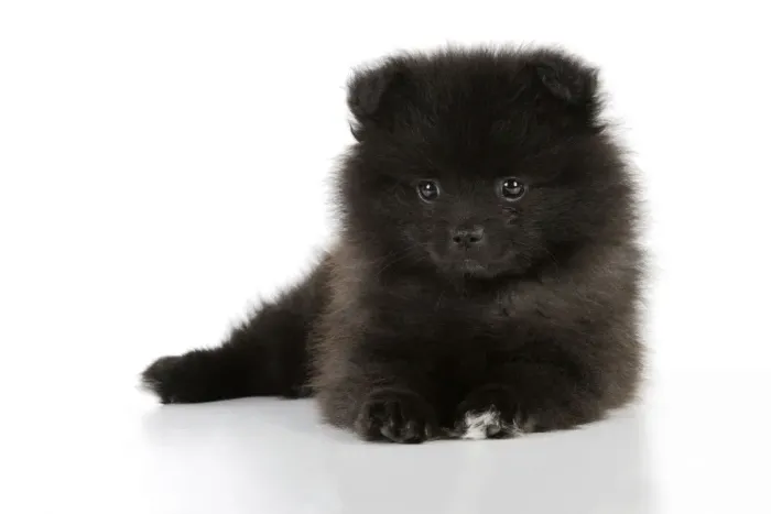 Framed Print : DOG. German Spitz Mittel, 8 wk old puppy Framed Print : DOG. German Spitz Mittel, 8 wk old puppy