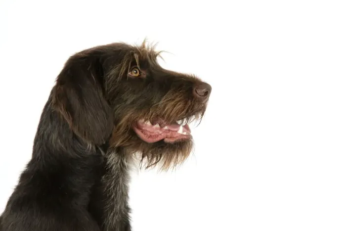 Framed Print : Dog. German Wire-Haired Pointer Framed Print : Dog. German Wire-Haired Pointer