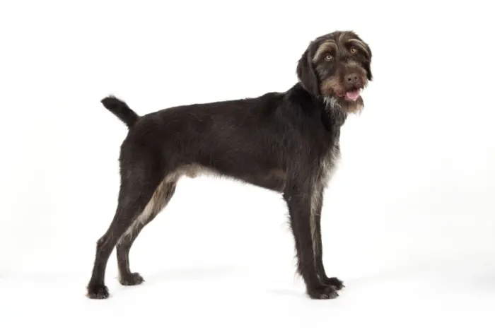 Framed Print : Dog. German Wire-Haired Pointer Framed Print : Dog. German Wire-Haired Pointer
