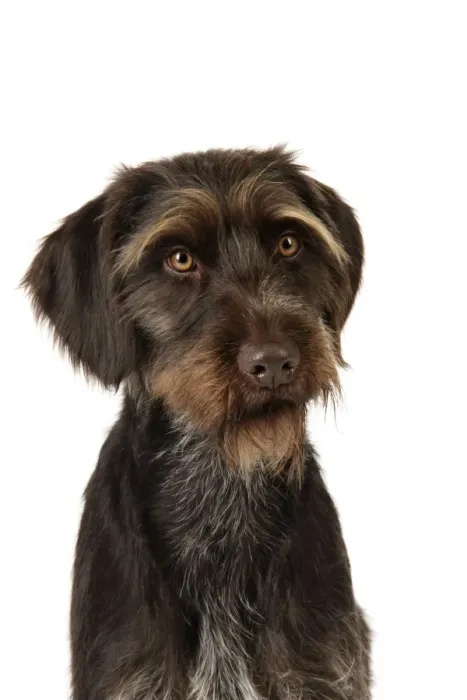 Framed Print : Dog. German Wire-Haired Pointer