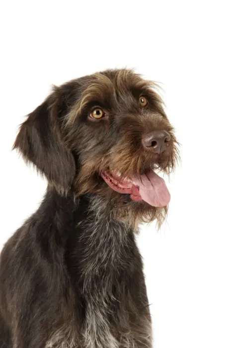 Framed Print : Dog. German Wire-Haired Pointer Framed Print : Dog. German Wire-Haired Pointer