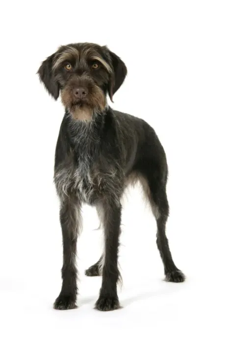 Framed Print : Dog. German Wire-Haired Pointer