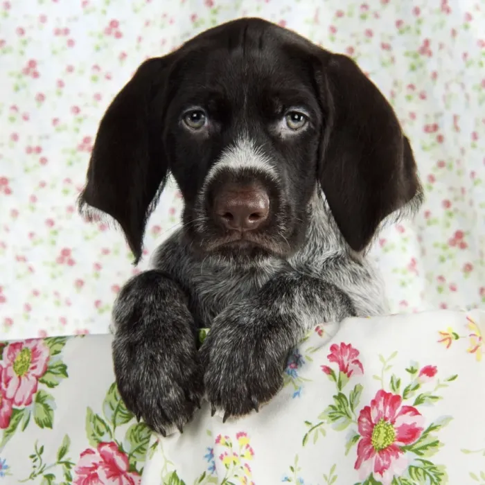 Framed Print : Dog. German Wire-Haired Pointer puppy (8 weeks old) Framed Print : Dog. German Wire-Haired Pointer puppy (8 weeks old)
