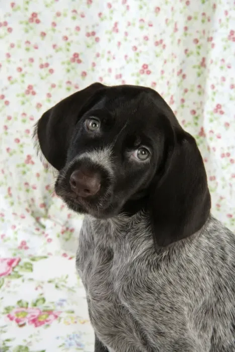 Framed Print : Dog. German Wire-Haired Pointer puppy (8 weeks old) Framed Print : Dog. German Wire-Haired Pointer puppy (8 weeks old)