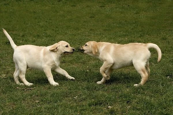 Dog - two Golden Labrador Retreiver puppyies playing with stick