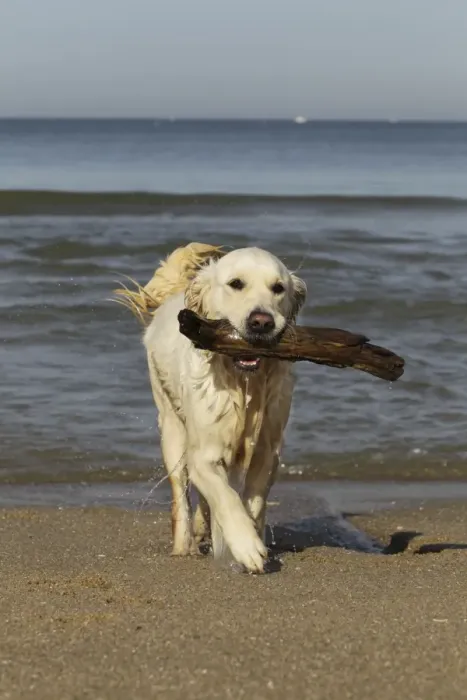 Framed Print : Dog - Golden Retreiver on beach carrying stick Framed Print : Dog - Golden Retreiver on beach carrying stick