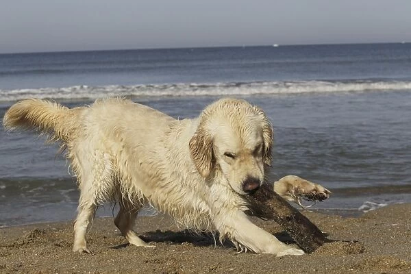 Dog - Golden Retreiver on beach playing with stick