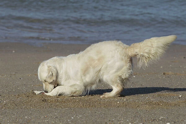 Dog - Golden Retreiver digging  /  playing on beach
