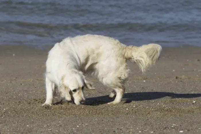 Framed Print : Dog - Golden Retreiver digging / playing on beach Framed Print : Dog - Golden Retreiver digging / playing on beach