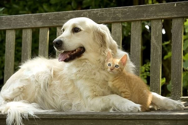 Dog - Golden Retreiver and ginger kitten
