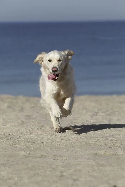 Dog - Golden Retreiver running on beach