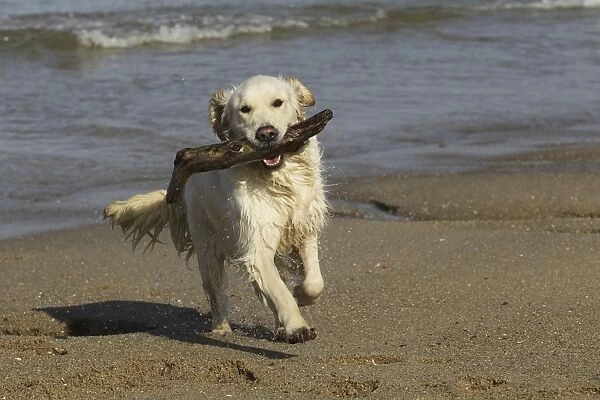 Dog - Golden Retreiver running on beach carrying stick