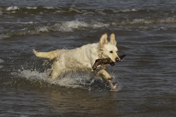 Framed Print : Dog - Golden Retreiver running in sea carrying stick