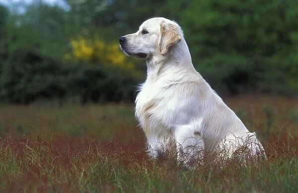 DOG - Golden retreiver sitting