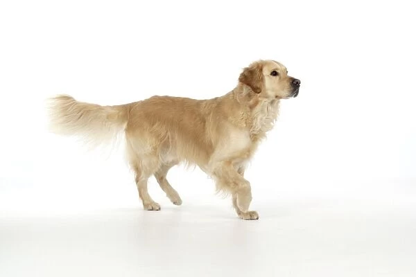 DOG - Golden Retriever