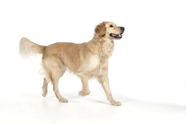 DOG - Golden Retriever