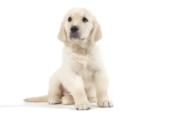 Framed Print : Dog - Golden Retriever - 8 week old puppy Framed Print : Dog - Golden Retriever - 8 week old puppy