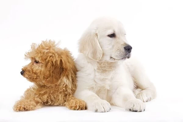 Dog - Golden Retriever 8 week old puppy with Apricot Poodle puppy in studio