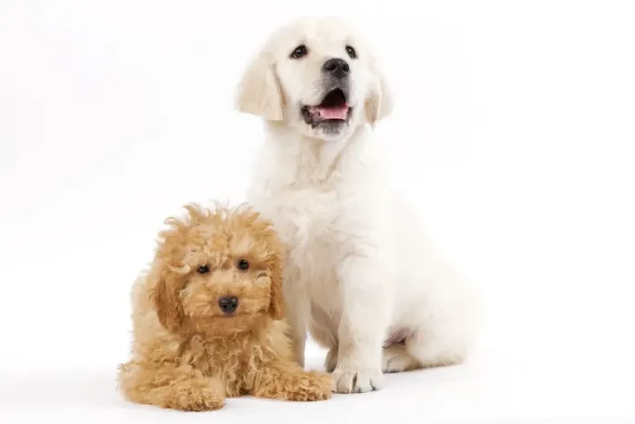 Framed Print : Dog - Golden Retriever 8 week old puppy with Apricot Poodle puppy in studio Framed Print : Dog - Golden Retriever 8 week old puppy with Apricot Poodle puppy in studio
