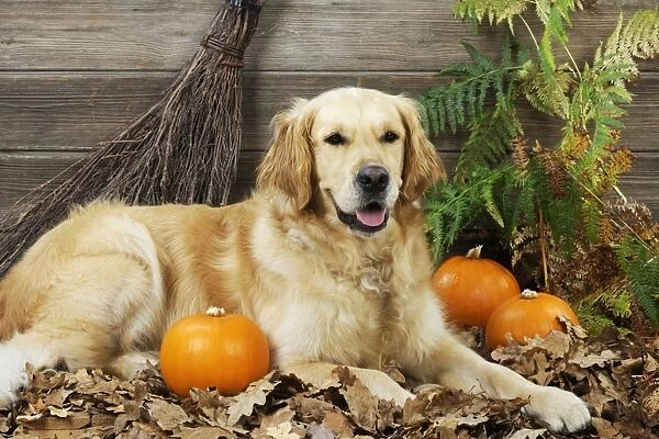 DOG. Golden retriever with broom and pumpkins