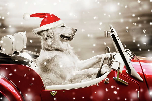 Dog Golden Retriever in car with Christmas hat snowing. Digital Manipulation Date