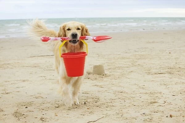 DOG. Golden retriever carrying spade and bucket
