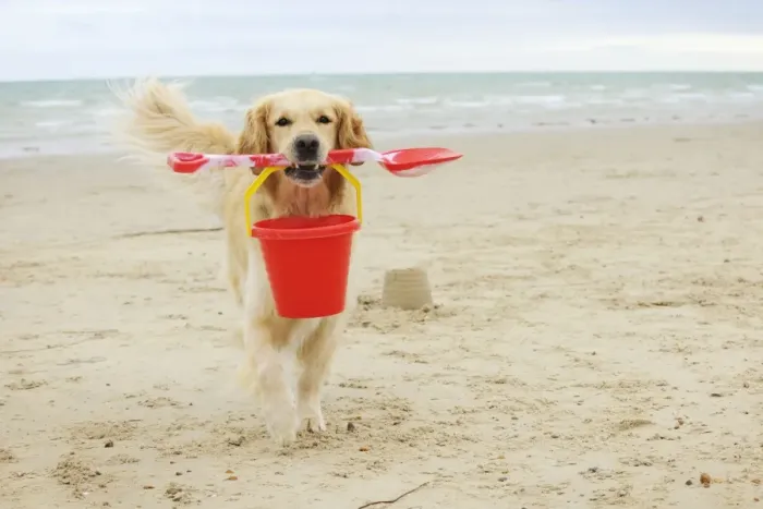 Framed Print : DOG. Golden retriever carrying spade and bucket Framed Print : DOG. Golden retriever carrying spade and bucket