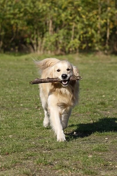 Dog - Golden Retriever carrying stick