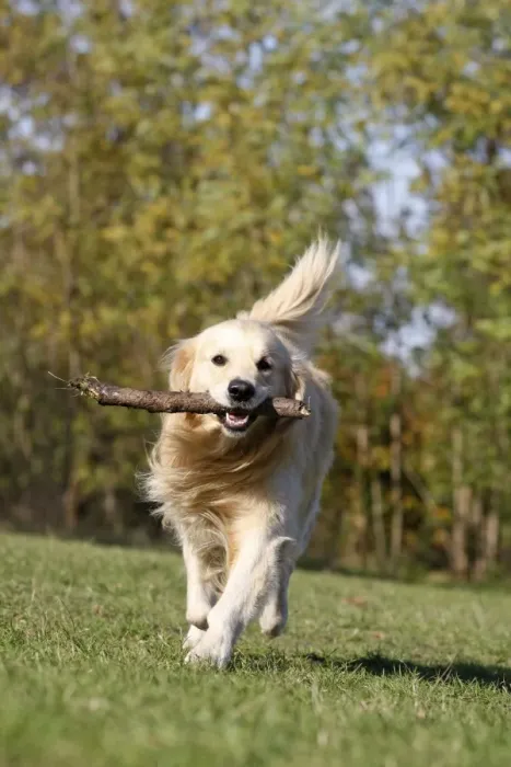 Framed Print : Dog - Golden Retriever carrying stick Framed Print : Dog - Golden Retriever carrying stick