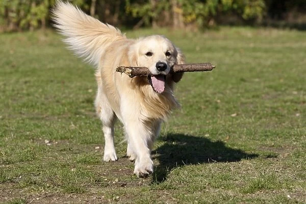 Dog - Golden Retriever carrying stick