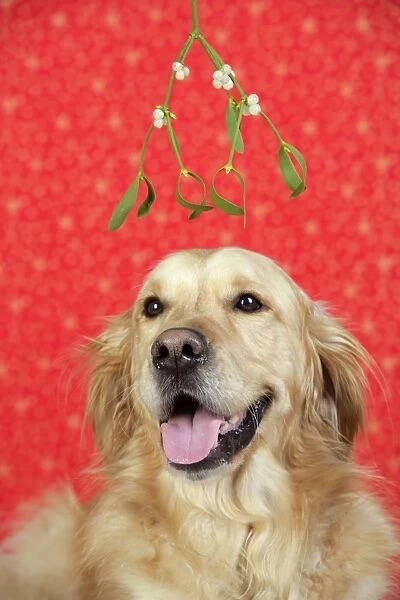 Dog. Golden Retriever in Christmas scene under mistletoe