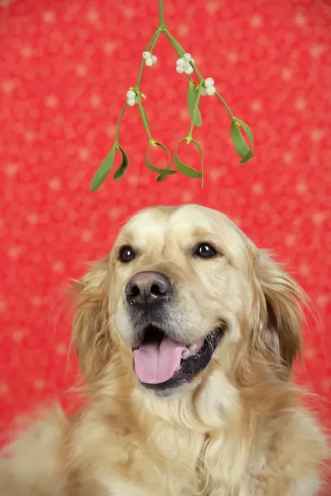 Framed Print : Dog. Golden Retriever in Christmas scene under mistletoe Framed Print : Dog. Golden Retriever in Christmas scene under mistletoe