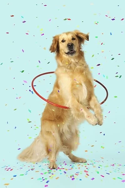 DOG. Golden retriever doing hoola hoop with falling confetti Digital Manipulation: confetti. Background white to turquoise