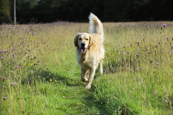 Dog. Golden Retriever in field