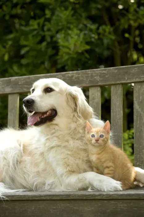 Framed Print : Dog - Golden Retriever and ginger kitten Framed Print : Dog - Golden Retriever and ginger kitten