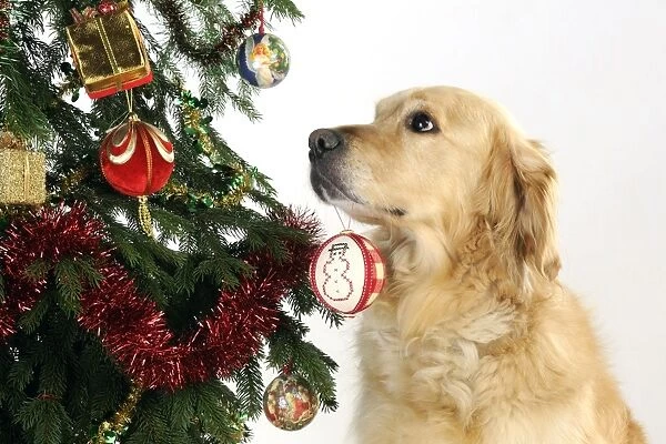DOG - Golden retriever hold christmas bauble in mouth