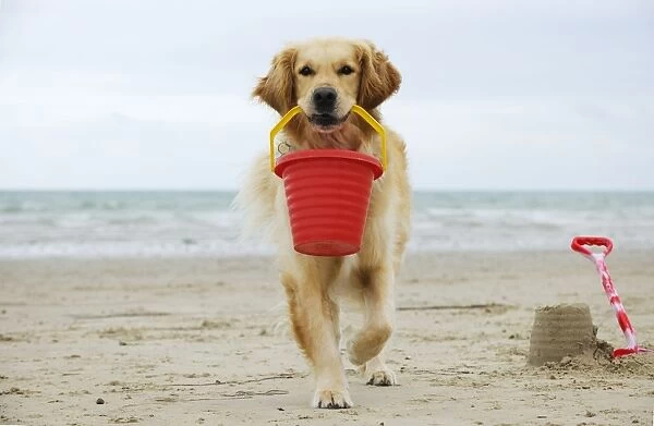 DOG. Golden retriever holding bucket with sandcastles