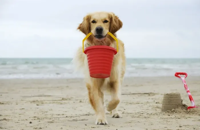 Framed Print : DOG. Golden retriever holding bucket with sandcastles Framed Print : DOG. Golden retriever holding bucket with sandcastles