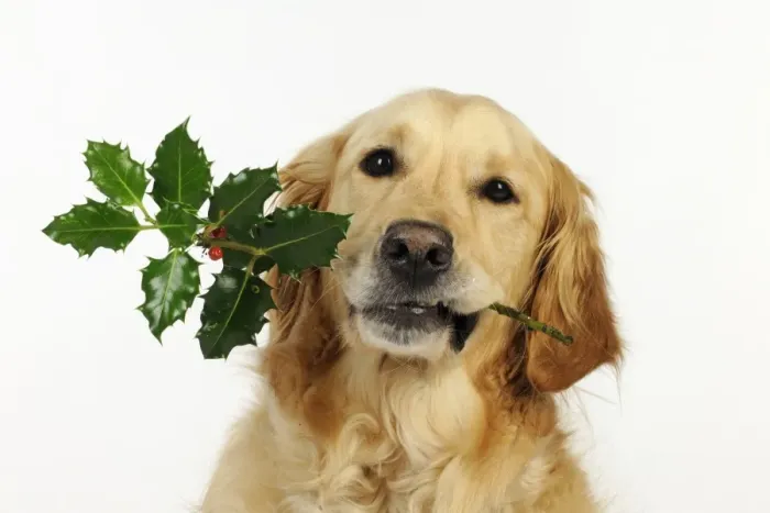 Framed Print : DOG. Golden retriever holding holly (head shot) Framed Print : DOG. Golden retriever holding holly (head shot)