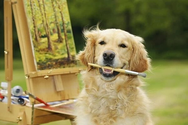 DOG. Golden retriever holding paint brush in mouth sitting next to a painting