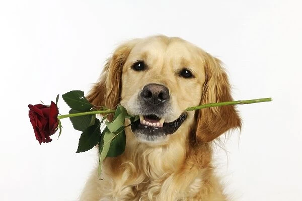 DOG. Golden retriever holding rose (head shot)