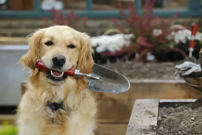 Framed Print : DOG. Golden retriever holding trowel in garden Framed Print : DOG. Golden retriever holding trowel in garden