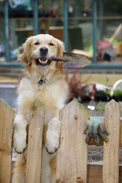 DOG. Golden retriever holding trowel in garden